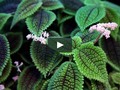 I just liked “Atlanta Botanical Garden” on #Vimeo: