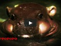 I just liked “Hippopopo” on #Vimeo:
