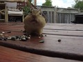 I just liked “Chipmunk Mouth Full Of Seeds 4K” on #Vimeo: