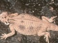 Meet a Very Unusual Creature - the Horny Toad or Horned Lizard