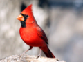 The Cardinal Bird - Did You Know...