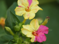 Great Summer Perennial Flower - The Four O'Clock