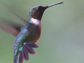 Easiest Ways to Take Pictures of Hummingbirds