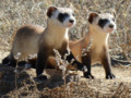 Government drones spray ferrets with M&Ms - CNET: The US Fish and Wildlife Service wants to make sure en...