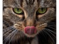 Lick