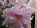 Feliz día bella esposa anitasaballet tu amo, dedicación y apoyo experimentó en cada día, te amo mi morenaza hermos…