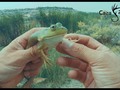 Me ha gustado un vídeo de YouTube ( - Tacos De RANA | Caza Y Pesca).