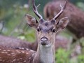 Mudumalai Wildlife Sanctuary