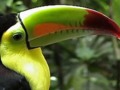 Beaks of Birds