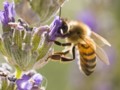 A World Without Honey Bees