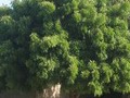 Margosa Tree The Natural Air Purifier.