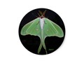 Love Luna Moth Photograph Sticker