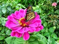 About Gardening - Growing Zinnia Flowers