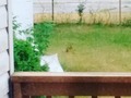 Bunny in our backyard. Haven't seen a wild one around here in years. He was giving our dead…