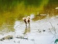 He wasn't sure what to do at first, but caught on quick. #gryphon #goldendoodle #grandriver