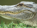 Fun Facts about Alligators