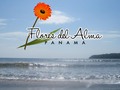 Verano Flores del Alma Panamá #flores #decoracióndeflores #decoracióndeeventos #lirios #eventos #cumpleaños…