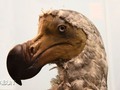 Me ha gustado un vídeo de YouTube ( - 7 Animales que el hombre matô hasta extinguirlos).