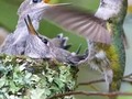 Fotografía de un colibrí 🐦 alimentando a su cría, 💚,la naturaleza en su explendor.