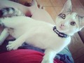 Mi princesa hermoza :3 😍😍😍😍😍😍😍😄 como la amoooo :3  #Princesa #babieCat