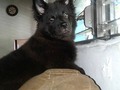 mi hermoza enana :D  #NINNA la amo tanto :) ella y su obsesión de estar viendo en la ventana :D jajaja mi negrita hermoza !