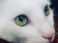 #gato #animales #ojos #bogota