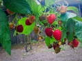 Fresh Rasberries in garden