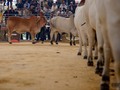 Esperamos está sea una semana llena de ÉXITOS PARA TODOS❤🇨🇴.... ➖➖➖➖ #caballos #ganado #caballocriollocolombiano #ccc #horses #frases #instafrases #trocha #trochaygalope #troteygalope #pasofinocolombiano #simmental #gyr #guzera #brahamn #simbrah #cows #colombia #cundinamarca #antioquia #like #like4like #instagram #fotografia #equinos #equitation #frasesderisa #trochapuracolombiana