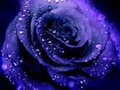 #Blue#rose
