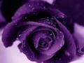 #Violet#rose