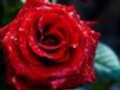 #red#rose