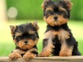#little#Cute#puppies