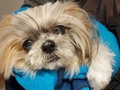 Mí angelito precioso, mí bebita hermosa. Siempre fuiste una santa. Súper mimosa y compañera. Se te extraña mil, lo sos todo. Te amamos desde el primer segundo que te tuvimos lindura. Ahora estás descansando en paz con otros perritos lindos y juguetones como vos. ❤️💗😘😍🥰💕💜💓💝💖💞❣️🐶🐾