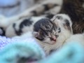 Sleeping Newborn Kitten