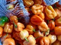 En Codi usamos los mejores productos para preparar nuestras salsas!  Habanero naranja cultivado en Colombia! . . . #habanero #adictoacodi #habanerocodi #habaneronaranja #cultivocolombiano #salsaspicantes #hechoamano #colombia #picante #hotsauce #chilisauce