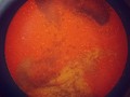 No es MARTE, tampoco el SOL o una ESTRELLA. Es CODI en acción!!!! Se vienen una salsa de temporada muy HOT! @ajis_codi en proceso  #ADICTOACODI #cocinaconcodi  #edicionlimitada  #edicionespecial  #salsaspicantes #salsascolombianas  #habanero #colores  #handcrafted  #realhotsauce  #sol #planetamarte #estrellas  @codichef