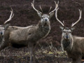 Red deer