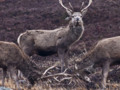 Red Deer Stags