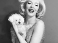 Una foto cuando hicimos la obra de teatro #miencuentroconmonroe ♥️  A propósito de la película #Blonde … (Tienen que verla!!!!) me encantó la interpretación de Ana de Armas es extraordinaria …..   Recuerdo que cuando tomamos esta fotografía estábamos en el camerino en el estreno! El perrito era del maquillador @shaulrivas ♥️