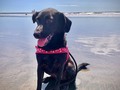 Ma baby enjoying the beach! 🐶☀️ #doglover #beachday #dogdaddy