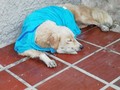 También debemos ayudar y dar cariño a los animalitos de la calle sin los seres más agradecidos del mundo 🌏 🕉️
