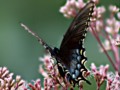 Female Swallowtail