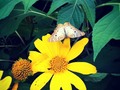 #beautiful #flower #butterfly #R.D.