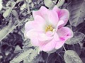 #flowers #flower #TagsForLikes #petal #petals #nature #beautiful #love #pretty #plants #blossom #sopretty #spring #summer #flowerstagram #flowersofinstagram #flowerstyles_gf #flowerslovers #flowerporn #botanical #floral #florals #insta_pick_blossom #flowermagic #instablooms #bloom #blooms #botanical #floweroftheday