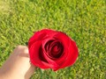 Una rosa y un beso dicen mas que mil palabras 🖤 #rosa #beautiful