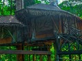 Amando vivir la experiencia en la casa del árbol, me sentí visitando a Tardán y Jane. Simplemento amo la Jungla, definitivamente El Amazonas es uno de mis lugares favoritos...🌳🇨🇴🍃🇧🇷🌿🇵🇪 . . #amazon #amazonas #amazing #colombia #Perú #brasil #brazil #casadelarbol #jungle #selvaamazonica #amazonia #peru #suramerica #places #love #travel #trip