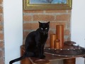 Les cuento que esta hermosa gata, "La negra" como la llamó yo, la críamos a punta de tetero, porque al nacer su mamá murió, he queríado traermela para la casa varias veces, pero la verdad ella nacío y crecío en la finca, y no hay mejor lugar para ella estar...🙏🏻🤩🦁 . . La verdad soy más de gatos que de perros...¿ Qué piensan uds gatos o Perros? Feliz Día 😉💥 . . . #love #mycat #mypet #inlove #momentos #happy #goodvibes #animales #amazingmomoments #fantastico #historia #historiademinegra #pet #blackcat #myblackcat #minegrabella #negrahermosa #alexandergomezz #inspiration