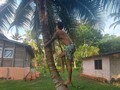 Alex en su hábitat natural...🌴🦁 . . . #caribbean #caribe #ecology #ecologia #caribeansea #tropicalboy #nature #tropicalplace #amazing #alextrips #palmtrees #palmeras