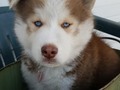 Bentley🐾❤ #husky