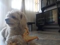 Ya lo extraño mi perro 😓 Su juguete nuevo. (No lo suelta ni para cagar)